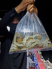(南)남해조황 - 돌문어사냥 레전드호 타고 모두 먹물파티! 사진