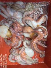 (南)남해조황 - ~~*5일돌문어 바림밭에서 마리수 제법 챙겨갑니다(예약가능)*~~ 사진