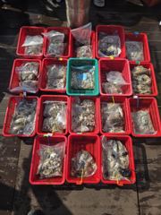 [주꾸미] 마검포 정원호 9/6 단체 쭈 조황 입니다 사진