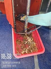 9월6일 오후짬낚시 쭈꾸미조황입니다. 사진