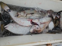 오늘의조황 - 2026년 8월 15일 생새우 외수질조황 오전반 조황 - 대천항 예린호,바다,배,낚시 사진