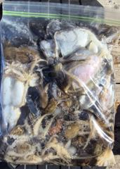 여수캐스팅피싱호 > [ 여수는 주꾸미대첩!! 주꾸미앓이중!! 150수~200수는기본!] 사진