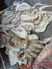 (南)남해조황 - 6일-나로도권 문어조황. 사진
