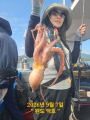 완도덕호 9.7 쭈꾸미 사진