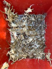 9/7 남당항 태연호 쭈꾸미 조황 사진