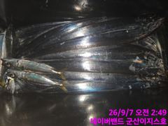 군산갈치 잘나옵니다 사진