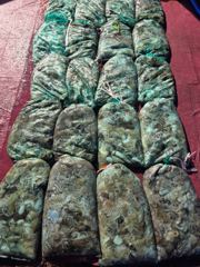 9월7일세븐피싱쭈조황이예요감사합니다 사진