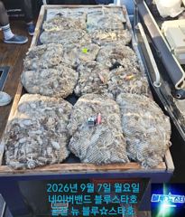 ★★ 9/7 [군산대일피싱] 뉴 블루스타호 쭈꾸미 대박조황~! 300수 이상 망태기 ~! 사진