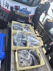 조황정보 - 26년 9월 7일 쭈꾸미 조황 - 영목항 차부낚시,선상낚시 출조 사진