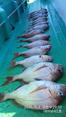 1   [거제] 참돔(먼바다) 4짜 4짜 4짜 4짜 4짜들 깔렸네요~대어2호(9… 1 사진