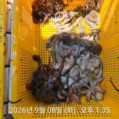 [사천] 문어 장원 23마리! 사진