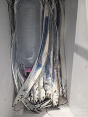 (南)남해조황 - 통영곤리도 스텔라 좌대! 참돔 돌돔 강담돔 감성돔 숭어 양태 전갱이 잡으러오세요 사진