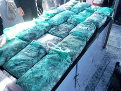 [쭈꾸미·갑오징어]9월8일쭈.갑조황#인천쭈꾸미.갑오징어먹물쭉쭉!!#인천뉴스타호 사진