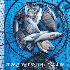 삼천포 내만권 감성돔 사진