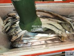 내만갈치)파다닥 갈치야 기다립니다~언능 도전하세요~ 사진