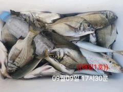 (南)남해조황 - ((해림1호))내만권 감성돔.갈치.전어~ 사진