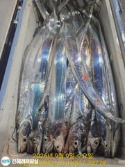 [진해] 내만칼치ㅡ초초대박! 끝없는 피딩에 엄청나게 올라옵니다 (오늘 … 사진