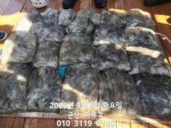 출조안내 - 주말 돌문어 출조합니다 (쭈꾸미 17일부터 모집 중) 사진
