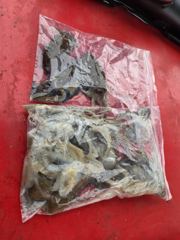 [시간낚시]9월10일인천배낚시덕적호쭈갑조황사진 사진