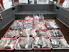 오늘의조황 - 피싱매니아 2026년9월6일 쭈갑조황입니다!! - 홍원항 피싱매니아호 사진