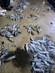 가조도권 돌물어 본격시즌 시작!!! 키로급들 막 올라탑니다~!! ((토,일 오전 크라켄 예약가능)) 사진