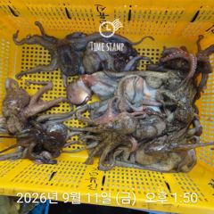[사천] 문어 장원 18마리! 사진