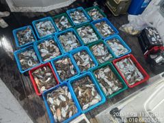 오늘의조황 - 청남호 9월11일 갑오징어 조황입니다 - 청남호,뉴청남호,안면도,영목항 ,선상낚시,청남낚시마트, 사진