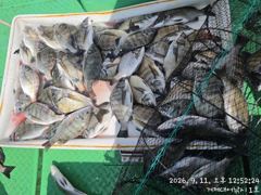 찌낚시조황 - 유촌 형만레저 선외기 감성돔 4짜외 마리수조황입니다 사진