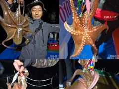[진해] 11일 조항 .오늘도 끝임없이 올라와 잡고온 야간~돌문어 마리수… 사진