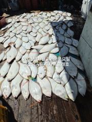 12일 뉴라이브호 사리물때 상관없는 쭈갑이조황 내일도갑니다~~ 사진