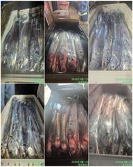 출조안내 - 통영 송현호))돌문어 오늘 조과 피딩때 느나 느나~ 사진