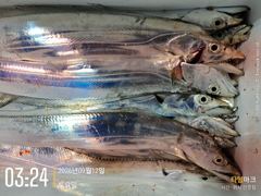 먼바다 갈치 텐빈 태풍 가고 왕갈치 오고! 입질 퍽퍽! 일 월 화 자리여유! 사진