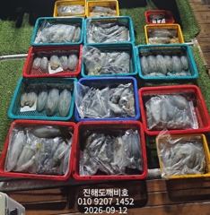 팁런무늬오징어 11일 금요일 출조조황입니다 사진