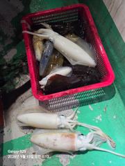 [통영] 원도권 무뉘오징어 사진
