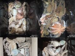 12일 조항.오늘도 제수용 씨알급 잡으러 야간`돌문어 출조 갑니다@ 오늘,월요일~몇 자리 예약가능 사진