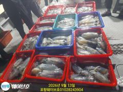 [포항] 12일웨이브호무늬팁런110마리 사진