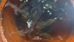 (무늬오징어)무시 속출 사이즈 어마무시 70여수로~뉴그린호(오늘 예약) 사진
