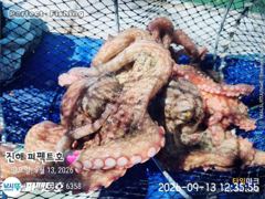 포이트마다 쭉~욱 쫀득한 손맛 사진