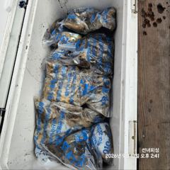 안면도 갑오징어 낚시 쭈꾸미와 갑오징어를 동시에 사진
