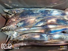실시간 조황 - 대박 실 시간 조황 사진