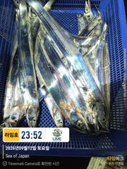 씨알 좋은 갈치 찾아온 대마골~! 마릿수 사이즈는 아직.~! 다시 갈치 찾아 열심히 가보자구요~! 사진
