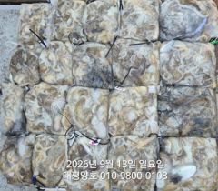 ★★ 9/13 [군산 대일피싱] 태평양호 쭈꾸미 조황입니다. 다음주 평일 자리 있습니다. 사진