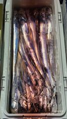 [통영] 통영유림) 먼바다 살아나는 왕갈치조황입니다.긴급 7자리예약가능 사진