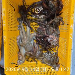 문어 장원 또 17마리 씨알!! 사진
