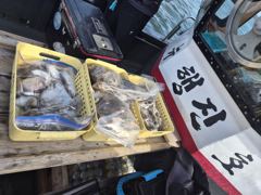 [쭈갑백조황] 26년 9월 13일 쭈갑 조황 사진