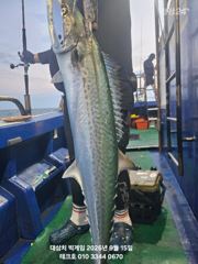 15일/아침 실시간 미터오버대삼치 피딩!!-오후(모집) 사진