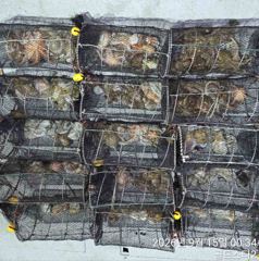 [진해] 14일야간문어 중치급 퍽퍽퍽물고( 수요일예약가능 사진