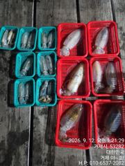 1   [거제] 내만(무늬오징어) 팀런에 두자리수 뽑아냅니다~야호(오늘밤 예약) 1 사진