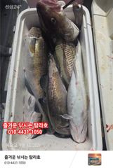 임원항 탐라호 왕대구 조황 입니다 사진