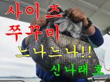 신나래호) 사이즈 쭈꾸미 종일 느나느나!! 최고입니다~ 사진